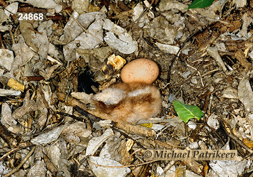 Common Pauraque (Nyctidromus albicollis)